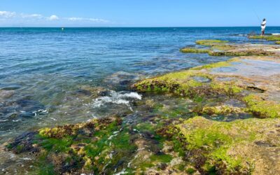 Los Leandros – 40